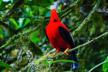 Male Andean cock-of-the-rock sitting in a tree