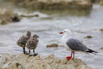 Red-billed gull with small chicks