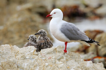 Red-billed gull with small chicks