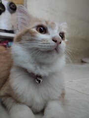 Orange cat