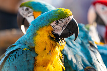 blue and yellow macaw