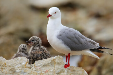 Red-billed gull with small chicks