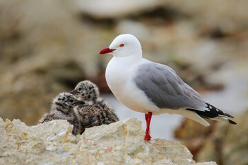 Red-billed gull with small chicks