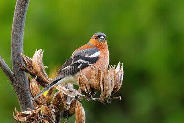 Chaffinch (Fringilla coelebs) sitting on a tree