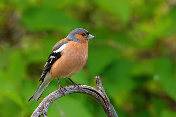 Chaffinch (Fringilla coelebs) sitting on a tree