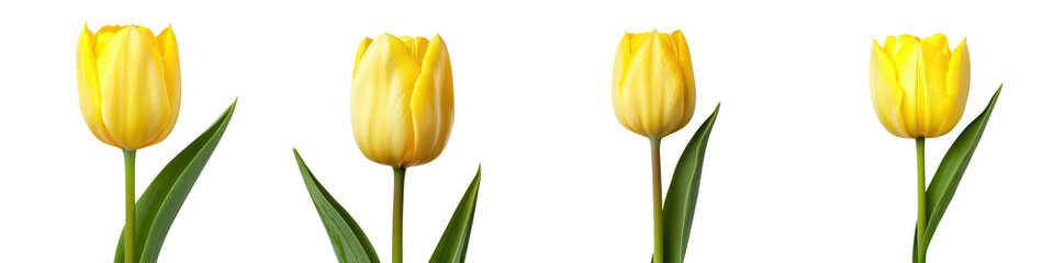 Closeup view of a cluster of vibrant yellow tulip flowers in full bloom with green leaves in a natural garden setting  The tulips have delicate petals and a serene tranquil appearance
