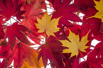 A vibrant collection of red and yellow leaves