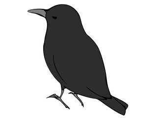 まるっこい カラス