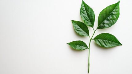 Obraz premium Fresh green leaves on a plain background showcasing natural beauty and simplicity, perfect for eco-friendly and botanical themes in design projects