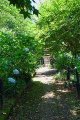 本土寺　美しい紫陽花（あじさい,アジサイ）　背景素材　（日本千葉県松戸市）　Hondo-ji Temple （Hondoji Temple)　Beautiful hydrangea  　Background material (Matsudo City, Chiba Prefecture, Japan)

