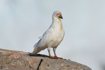 Snowy sheathbill (chionis albus) on Goudier Island in the Antarctic Peninsula