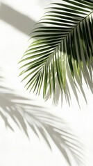 Fototapeta premium An intriguing visual of palm leaves casting shadows that dance across a white wall.