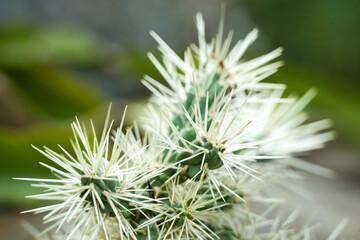 Close-up of the spines of a Cylindropuntia echinocarpa, a species of cactus known by the common names silver cholla, golden cholla, and Wiggins' cholla.