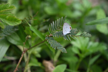 A Plains Cupid butterfly sitting on top of a leaf of a sensitive plant