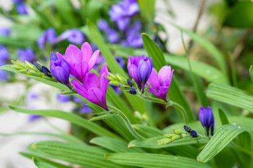 Blue and violet flowers of the delicate iris plant Babiana stricta (Iridaceae)
