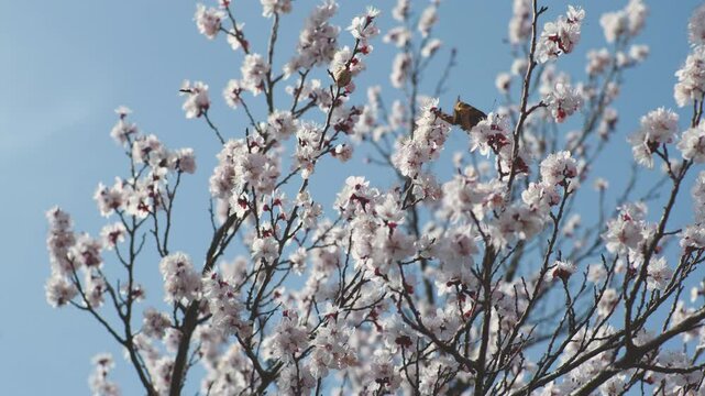 Wild apricot blooming in canyon