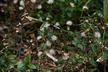 Pertya scandens (Japanese name 'Koyaboki') Pappus. Asteraceae deciduous surub. Flowers bloom in autumn, and the achenes have pappus that are blown away by the wind.