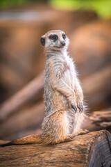 meerkat on guard