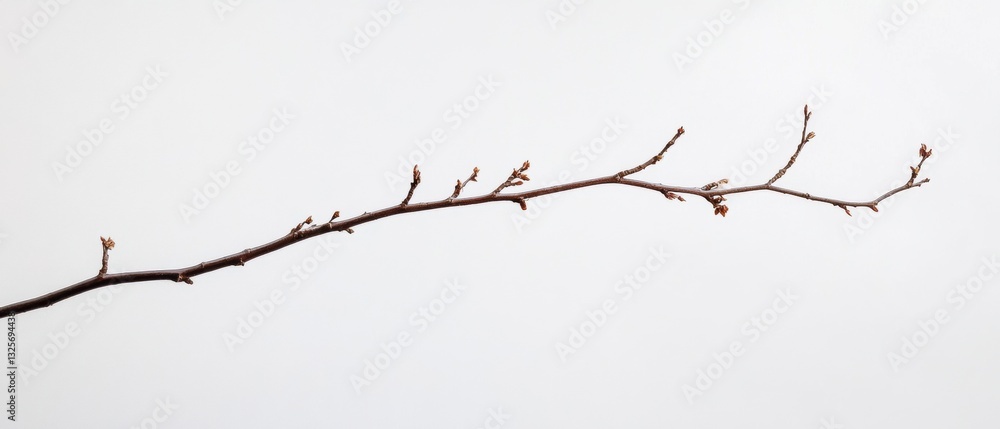 Aufkleber delicate branch with budding leaves against a soft white background, symbolizing spring and natural 