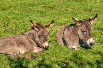 Esel auf einer Wiese