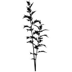 Silhouette of plants