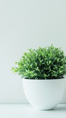 Lush Green Plant in White Pot Against a Soft Pale Background