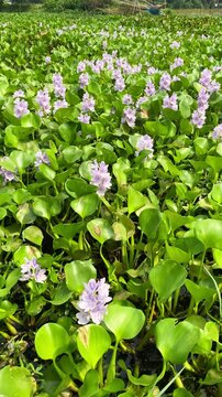 Water hyacinth, A water big lilac flover Eichhornia, Eichhornia, water hyacinths