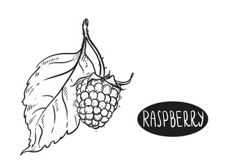 Hand drawn sketch black and white of raspberry branch, berry, leaf. Vector illustration. Elements in graphic style label, card, sticker, menu, package. Engraved style illustration.