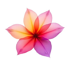 Fototapeta premium pink lotus flower