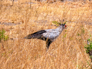 A secretary bird of prey (Sagittarius serpentarius) strides through the savannah