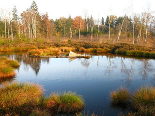 moor Landschaft mit wasser
