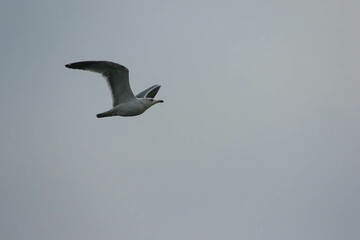 armenian gull in flight