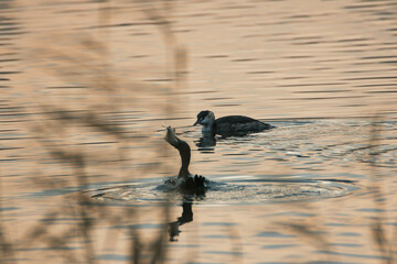 pygmy cormorant swimming in lake