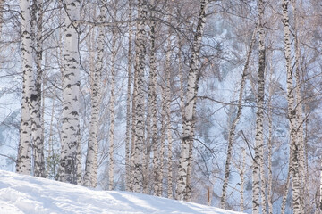 Birch grove on a mountain slope in winter in the snow.