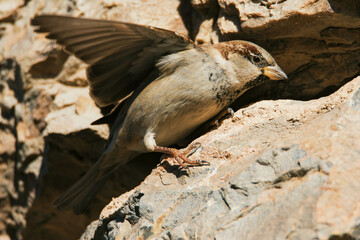 sparrow on stone wall
