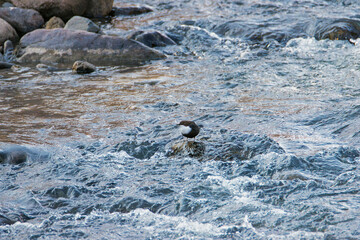 white-throated dipper on a rock in water