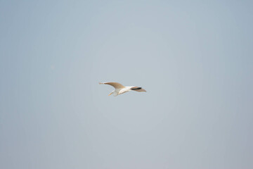 great egret in flight