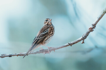 tree pipit on a branch