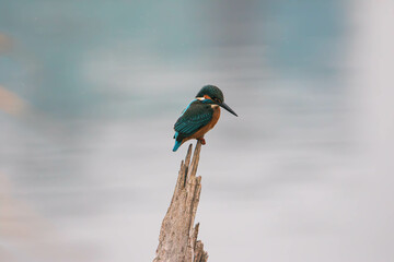 kingfisher on a branch