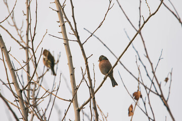 chaffinch on a branch
