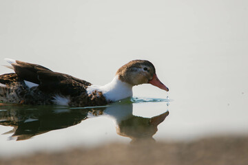 duck in the water
