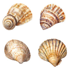 Obraz premium Close-up view of colorful seashells on sandy beach nature photography coastal environment