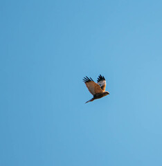 harrier in flight