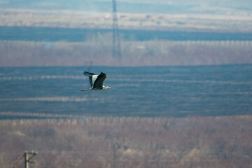 grey heron in flight