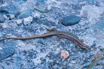 lizard on the rock