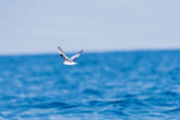tern in flight
