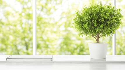 Potted plant and notepad on a white table in front of a sunny window