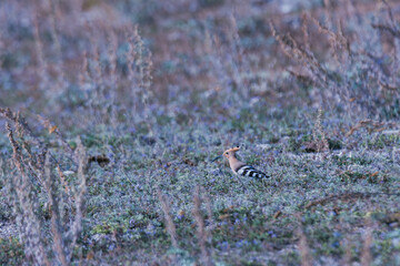 eurasian hoopoe on a ground