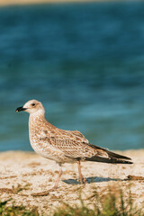 armenian gull on the beach