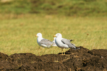 gull on a ground